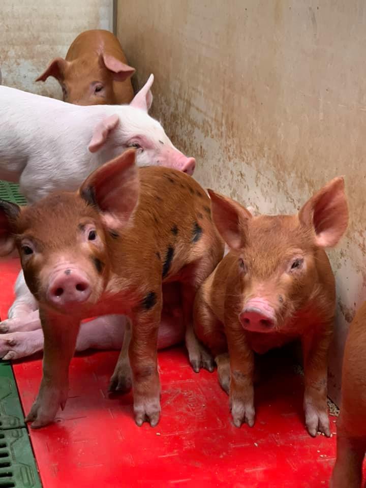 piglets5