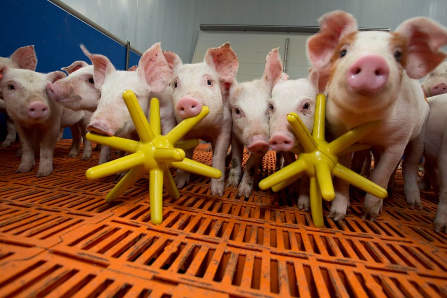 weaner enrichment