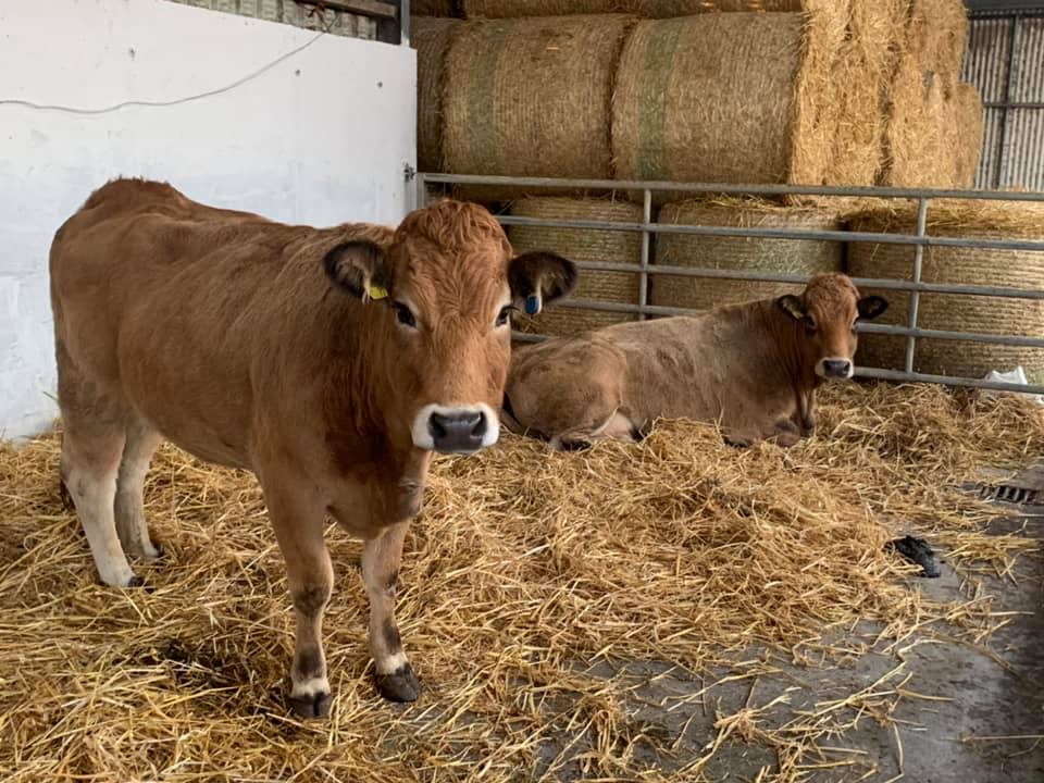 beef3