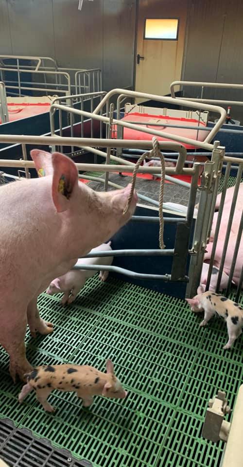 free farrowing 2