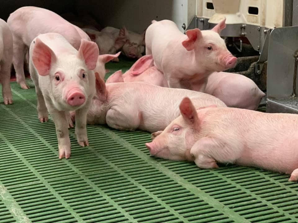 piglets
