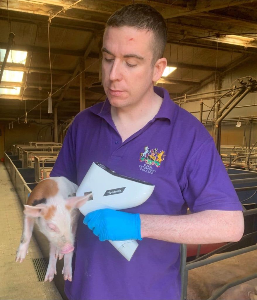 vaccinating pig